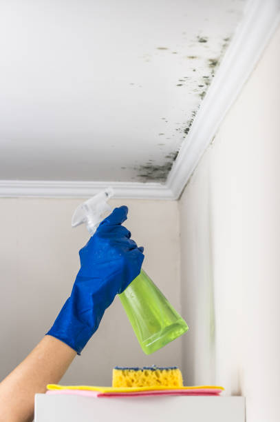 Best Mold Testing and Removal  in USA